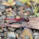 Image of Pygmy Percher