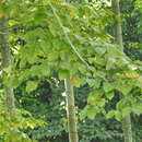 Image of Himalayan Mulberry