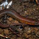 Image of Deplanche's Shiny Skink