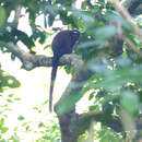 Image of Doubtful Titi Monkey