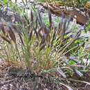 Image of Hordeum comosum J. Presl