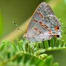 Image of Clytie Ministreak
