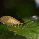 Image of dash lacewing