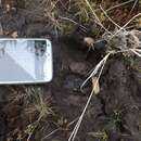 Image of Kamchatka Reindeer