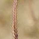 Image of Hordeum bogdanii Wilensky