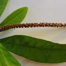 Image of pilocarpus