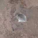 Image of Pouched Mice
