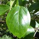 Image of Cordia