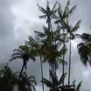Image of Assai palm