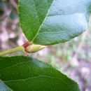 Image of snowberry