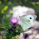 Image of cabbage butterfly