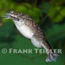Image of African clawed frog