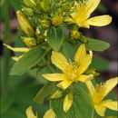 Image of hairy St John's-wort
