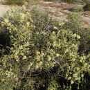 Image of crown of thorns