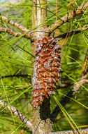 Image of knobcone pine