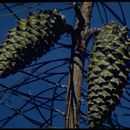 Image of knobcone pine