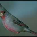 Image of Pyrrhuloxia