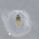 Image of aphids