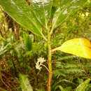 Image of Shrubby-Nettle