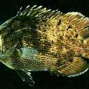 Image of Atlantic Tripletail