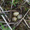 Image of snipe, common snipe