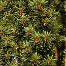 Image of English yew
