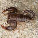 Image of European Yellow-tailed Scorpion