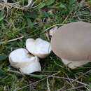 Image of Meadow Puffball