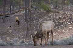 Image of Typical Old World Deer and Elk
