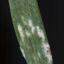 Image of Barley powdery mildew