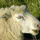 Image of mouflon