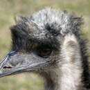 Image of Common Emu
