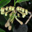 Image of Marcgravia umbellata L.