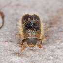 Image of engraver beetle