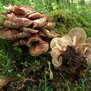 Image of Spindleshank