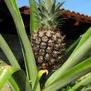 Image of Ivory Pineapple