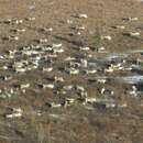 Image of Reindeer