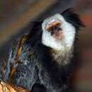 Image of Geoffroy's Marmoset