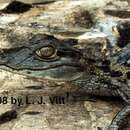 Image of Common Caiman