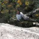 Image of Redhead