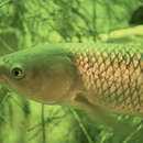 Image of grass carp
