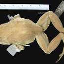 Image of Malleco Spiny-chest Frog