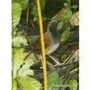 Image of White-bellied Antbird