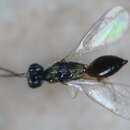 Image of Hemiptarsenus unguicellus (Zetterstedt 1838)