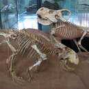 Image of Protoceratops andrewsi Granger & Gregory 1923