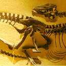 Image of Gorgosaurus libratus (Lambe 1914)