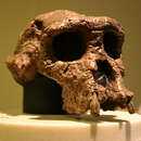 Image of Sahelanthropus tchadensis Brunet et al. 2002