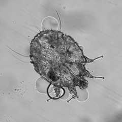 Image of Sarcoptes