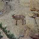Image of Arabian tahr