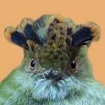 Notícias da Floresta